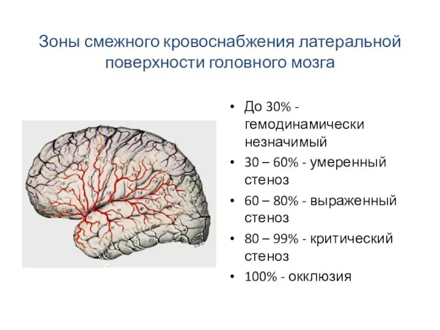 Зоны смежного кровоснабжения латеральной поверхности головного мозга До 30% - гемодинамически
