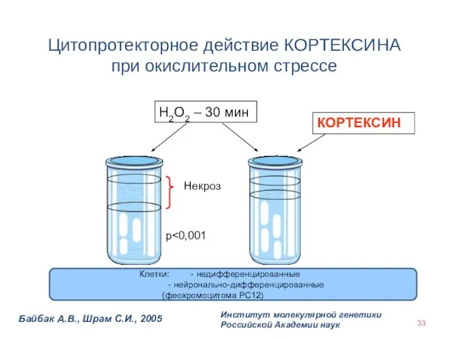 Цитопротекторное действие КОРТЕКСИНА при окислительном стрессе Байбак А.В., Шрам С.И., 2005