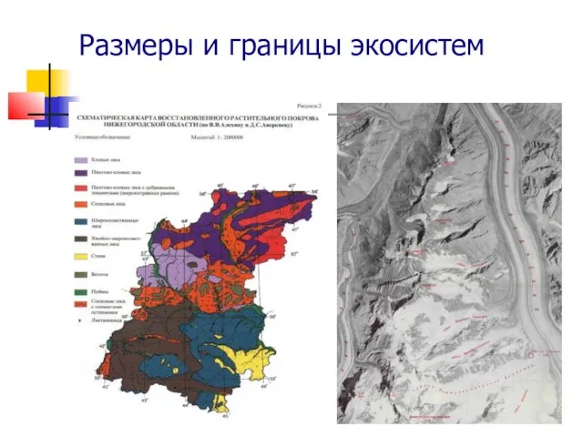 Размеры и границы экосистем