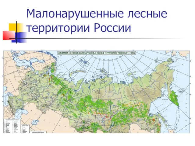 Малонарушенные лесные территории России