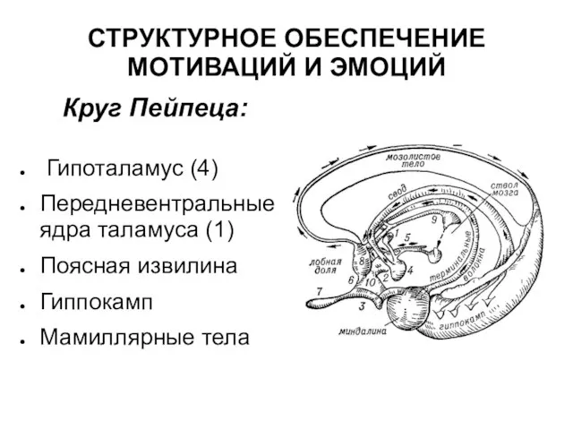 СТРУКТУРНОЕ ОБЕСПЕЧЕНИЕ МОТИВАЦИЙ И ЭМОЦИЙ Круг Пейпеца: Гипоталамус (4) Передневентральные ядра