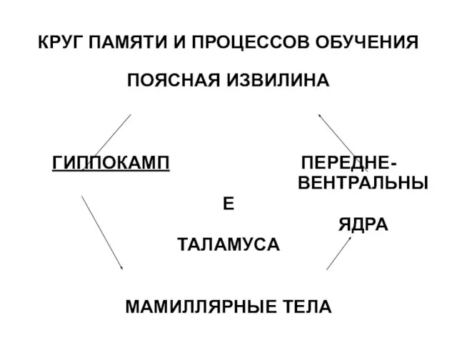 КРУГ ПАМЯТИ И ПРОЦЕССОВ ОБУЧЕНИЯ ПОЯСНАЯ ИЗВИЛИНА ГИППОКАМП ПЕРЕДНЕ- ВЕНТРАЛЬНЫЕ ЯДРА ТАЛАМУСА МАМИЛЛЯРНЫЕ ТЕЛА