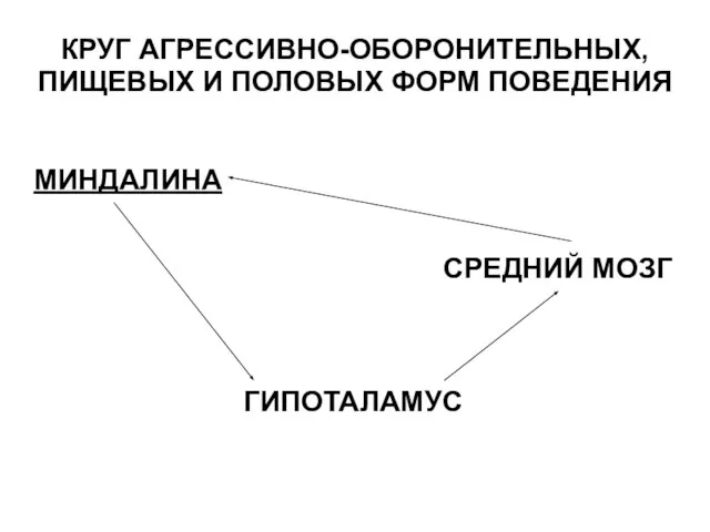 КРУГ АГРЕССИВНО-ОБОРОНИТЕЛЬНЫХ, ПИЩЕВЫХ И ПОЛОВЫХ ФОРМ ПОВЕДЕНИЯ МИНДАЛИНА СРЕДНИЙ МОЗГ ГИПОТАЛАМУС