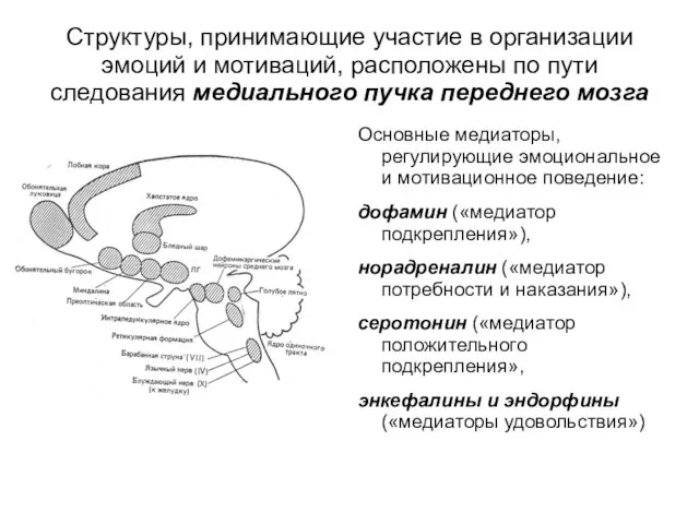 Структуры, принимающие участие в организации эмоций и мотиваций, расположены по пути