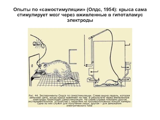 Опыты по «самостимуляции» (Олдс, 1954): крыса сама стимулирует мозг через вживленные в гипоталамус электроды