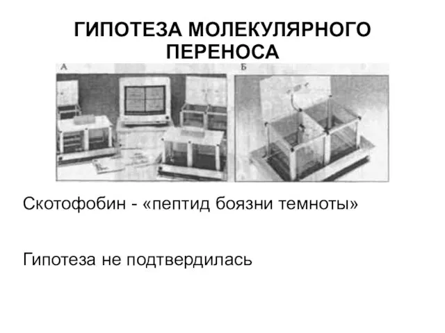 ГИПОТЕЗА МОЛЕКУЛЯРНОГО ПЕРЕНОСА Скотофобин - «пептид боязни темноты» Гипотеза не подтвердилась