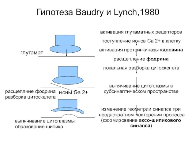 Гипотеза Baudry и Lynch,1980 активация глутаматных рецепторов поступление ионов Са 2+