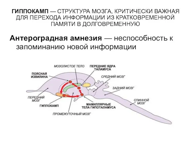 ГИППОКАМП — СТРУКТУРА МОЗГА, КРИТИЧЕСКИ ВАЖНАЯ ДЛЯ ПЕРЕХОДА ИНФОРМАЦИИ ИЗ КРАТКОВРЕМЕННОЙ