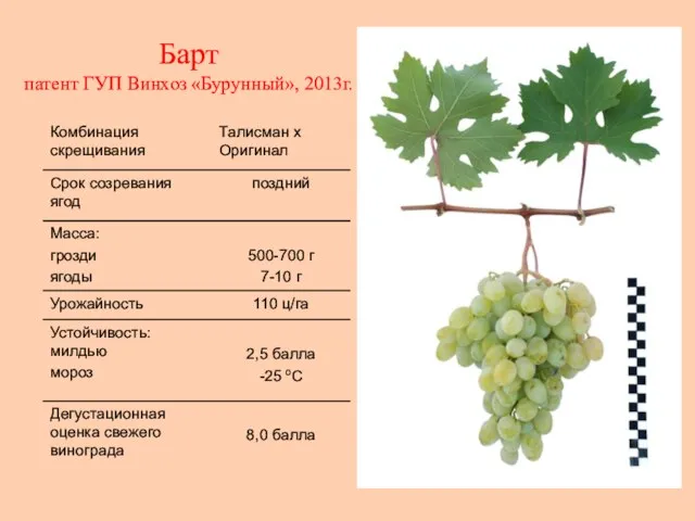 Барт патент ГУП Винхоз «Бурунный», 2013г.