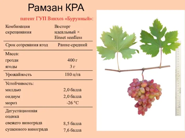 Рамзан КРА патент ГУП Винхоз «Бурунный»: