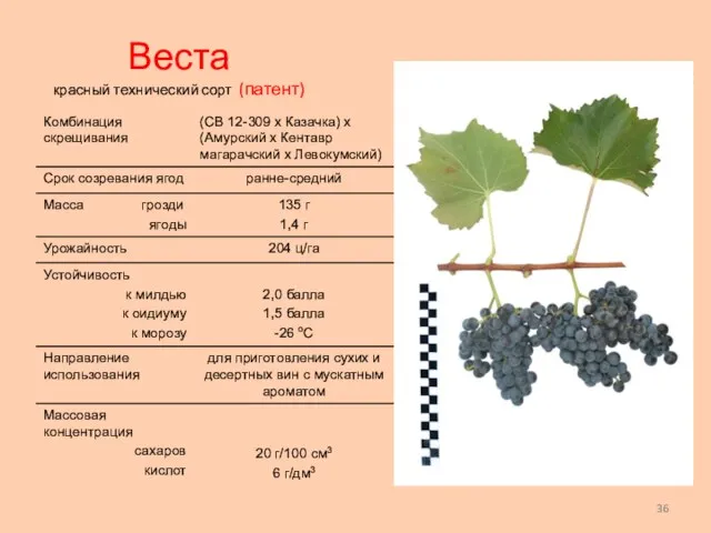 Веста красный технический сорт (патент)