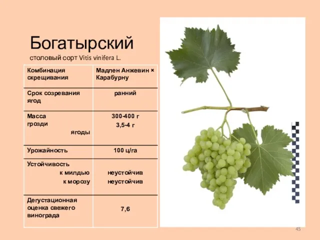 Богатырский столовый сорт Vitis vinifera L.