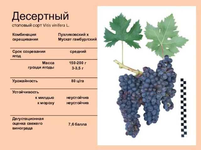 Десертный столовый сорт Vitis vinifera L.