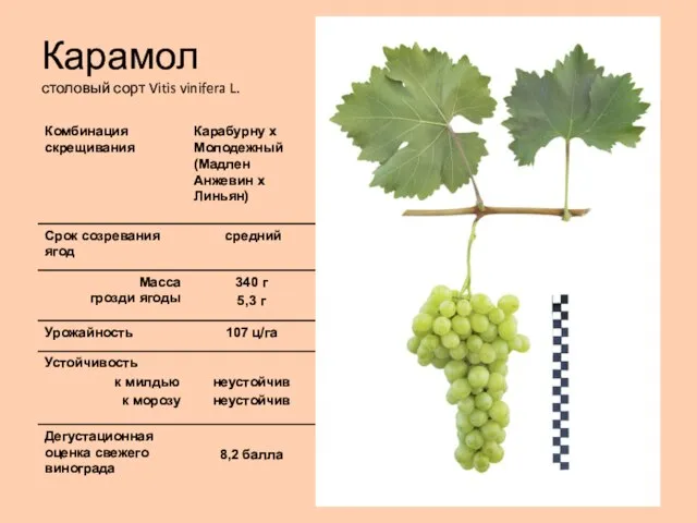 Карамол столовый сорт Vitis vinifera L.