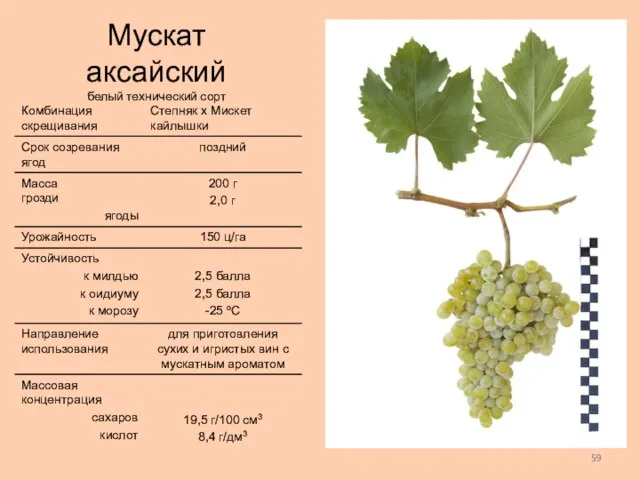 Мускат аксайский белый технический сорт