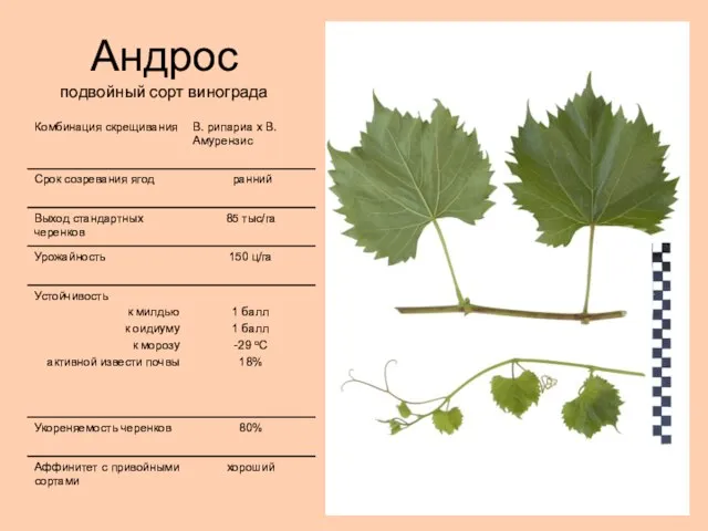 Андрос подвойный сорт винограда