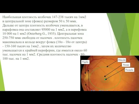 Наибольшая плотность колбочек 147-238 тысяч на 1мм2 в центральной зоне (фовеа)