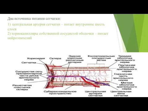 Два источника питания сетчатки: 1) центральная артерия сетчатки – питает внутренние