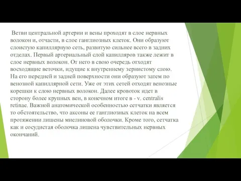 Ветви центральной артерии и вены проходят в слое нервных волокон и,