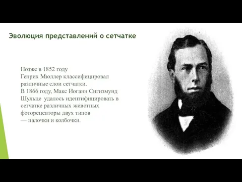 Позже в 1852 году Генрих Мюллер классифицировал различные слои сетчатки. В