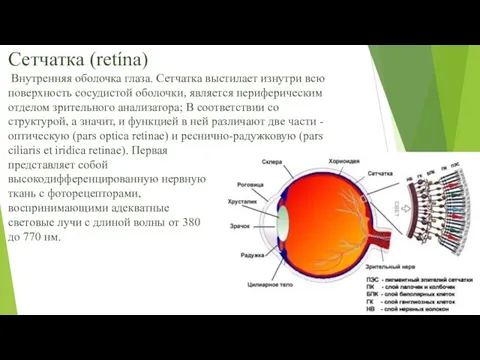 Сетчатка (retína) Внутренняя оболочка глаза. Сетчатка выстилает изнутри всю поверхность сосудистой