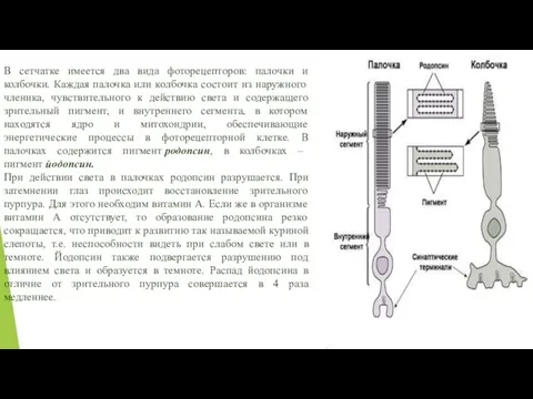 В сетчатке имеется два вида фоторецепторов: палочки и колбочки. Каждая палочка