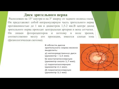 Диск зрительного нерва Расположен на 15° кнутри и на 3° кверху