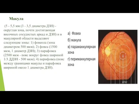 (5 - 5,5 мм (3 - 3,5 диаметра ДЗН) - округлая