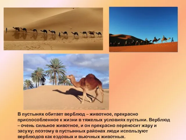 В пустынях обитает верблюд – животное, прекрасно приспособленное к жизни в