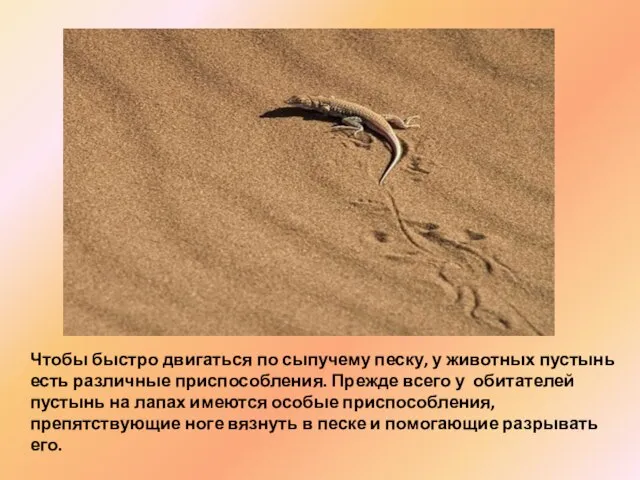Чтобы быстро двигаться по сыпучему песку, у животных пустынь есть различные