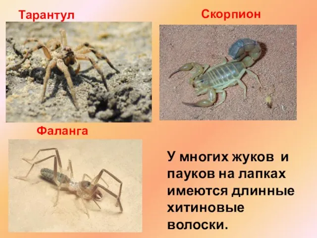 У многих жуков и пауков на лапках имеются длинные хитиновые волоски. Тарантул Фаланга Скорпион