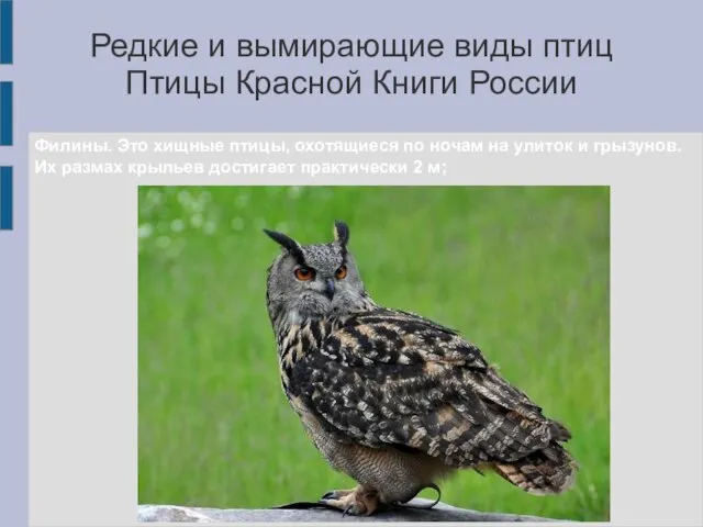 Редкие и вымирающие виды птиц Птицы Красной Книги России Филины. Это
