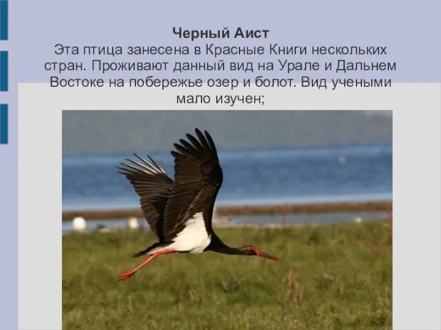 Черный Аист Эта птица занесена в Красные Книги нескольких стран. Проживают