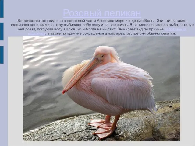 Розовый пеликан Встречается этот вид в юго-восточной части Азовского моря и