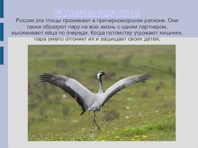Журавль-красавка России эти птицы проживают в причерноморском регионе. Они также образуют