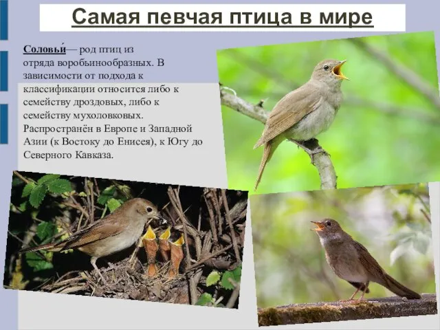 Самая певчая птица в мире Соловьи́— род птиц из отряда воробьинообразных.