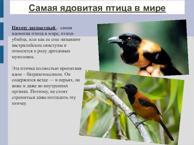 Самая ядовитая птица в мире Питоху двуцветный – самая ядовитая птица