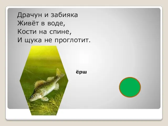 Драчун и забияка Живёт в воде, Кости на спине, И щука не проглотит. ёрш