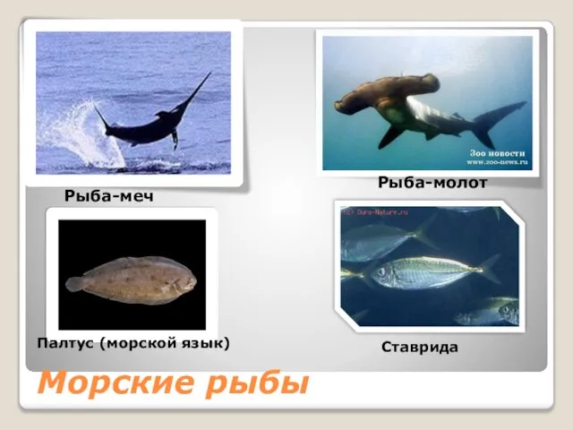 Морские рыбы Рыба-меч Рыба-молот Палтус (морской язык) Ставрида