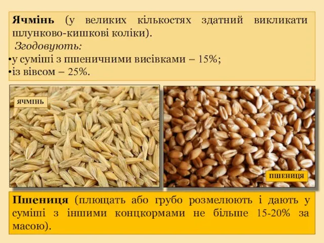 Пшениця (плющать або грубо розмелюють і дають у суміші з іншими