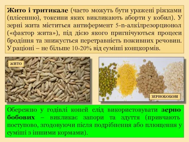 Жито і тритикале (часто можуть бути уражені ріжками (плісенню), токсини яких