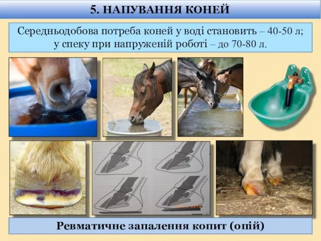 Середньодобова потреба коней у воді становить – 40-50 л; у спеку