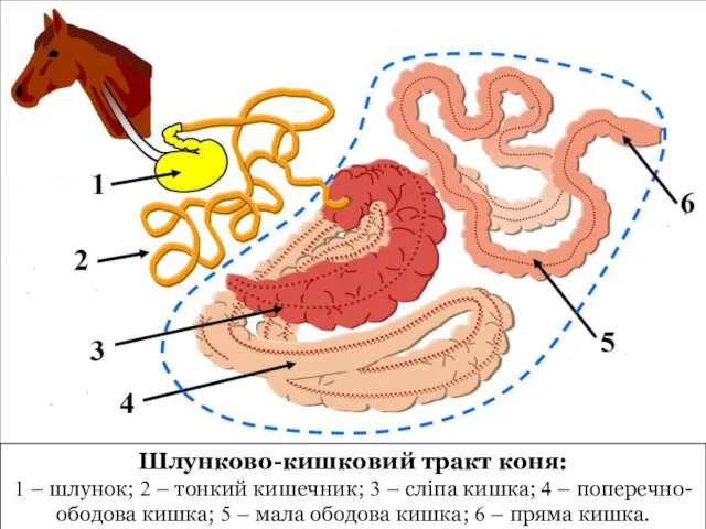 Шлунково-кишковий тракт коня: 1 – шлунок; 2 – тонкий кишечник; 3
