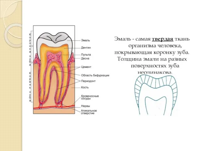 Эмаль - самая твердая ткань организма человека, покрывающая коронку зуба. Толщина