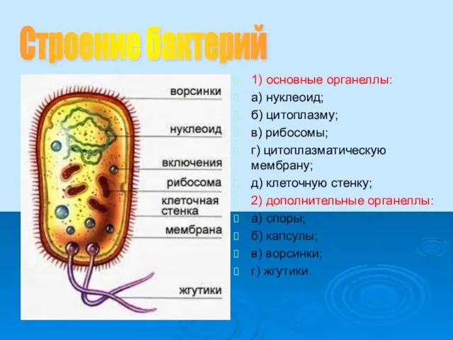 1) основные органеллы: а) нуклеоид; б) цитоплазму; в) рибосомы; г) цитоплазматическую