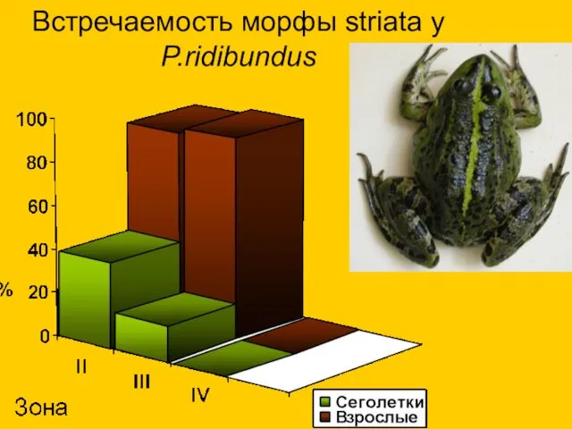 Встречаемость морфы striata у P.ridibundus