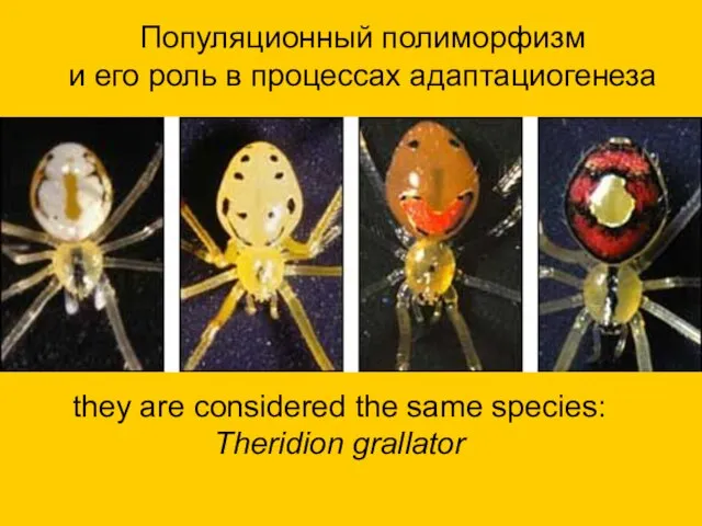 they are considered the same species: Theridion grallator Популяционный полиморфизм и его роль в процессах адаптациогенеза