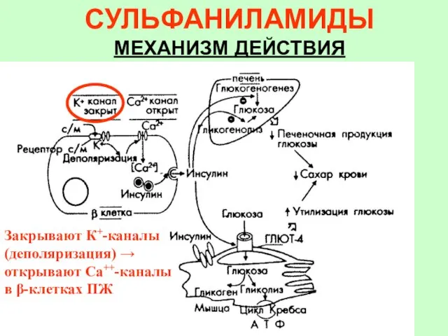 СУЛЬФАНИЛАМИДЫ МЕХАНИЗМ ДЕЙСТВИЯ Закрывают К+-каналы (деполяризация) → открывают Са++-каналы в β-клетках ПЖ