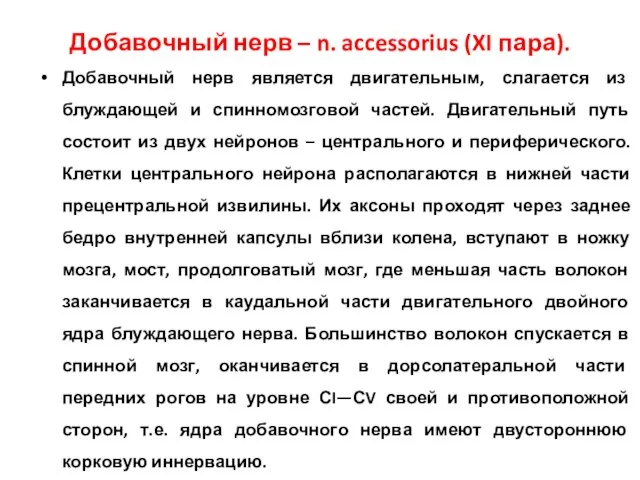 Добавочный нерв – n. accessorius (XI пара). Добавочный нерв является двигательным,