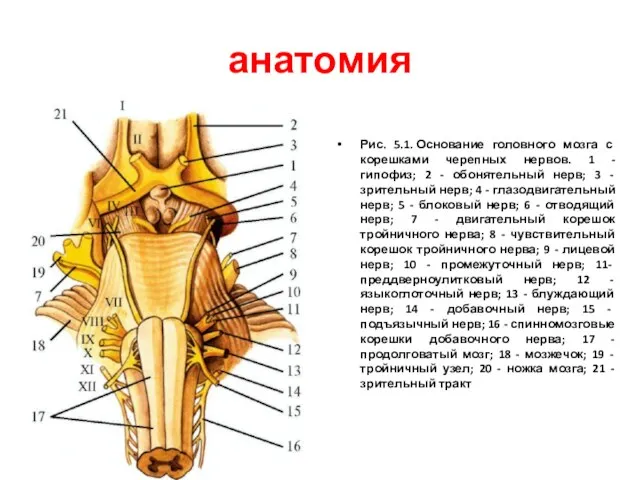 анатомия Рис. 5.1. Основание головного мозга с корешками черепных нервов. 1